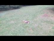 Emil genieÃt das Gras