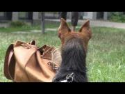 Emil beim Staatsexamen